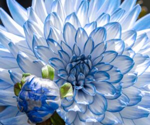 Le livre du Mois de Mars – Our Vicious Lies de Lyla Mars 🪻