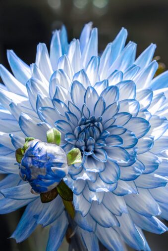 blue dahlia closeup